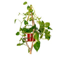 Heidi Rattan Hanging Planter