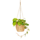Kayla Rattan Planter