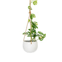 Lolly Ceramic Hanging Planter - Milky