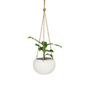 Orbi Hanging Planter Vanilla Large 16cm