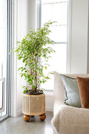 Olive Rattan Open Weave Ball Feet Planter