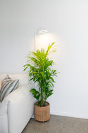 Grow Light Stand - White Bundle of 3