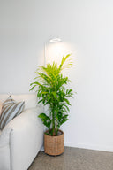 GROW LIGHTS