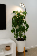 Grow Light Stand - Black Bundle of 3