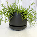 Zurich Jet Black Decorative Planter