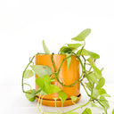 Oslo Tobacco Large Decorative Planter