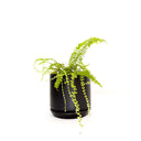 Oslo Jet Black Medium Decorative Planter