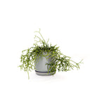 Oslo Eucalypt Small Decorative Planter