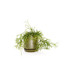 Oslo Small Avocado Decorative Planter