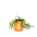 Oslo Tobacco Small Decorative Planter