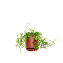Oslo Brick Small Decorative Planter