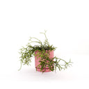 Oslo Peach Small Decorative Planter