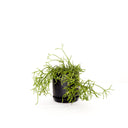 Oslo Jet Black Small Decorative Planter