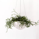 Jelly Hanging Planter - White