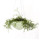 Jelly Hanging Planter - Green