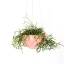 Jelly Hanging Planter - Peach