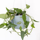 Raw Earth - Medium Hanging Planter Shale Green