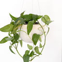 White Water Bead - Medium Hanging Planter