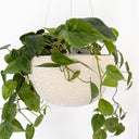 White Water Bead - Large Hanging Planter