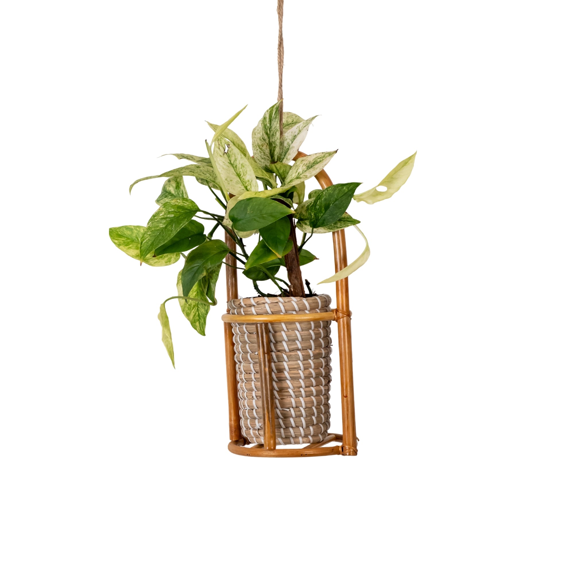 Lluka Rattan Planter – Urban Greenhouse