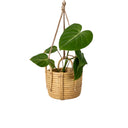 Bella Rattan Planter