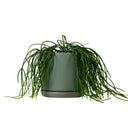 Oslo Eucalypt Large Decorative Planter