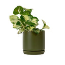 Oslo Avocado Medium Decorative Planter