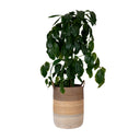 Marlo Weaved Basket - Extra Large