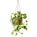 Freda Rattan Planter
