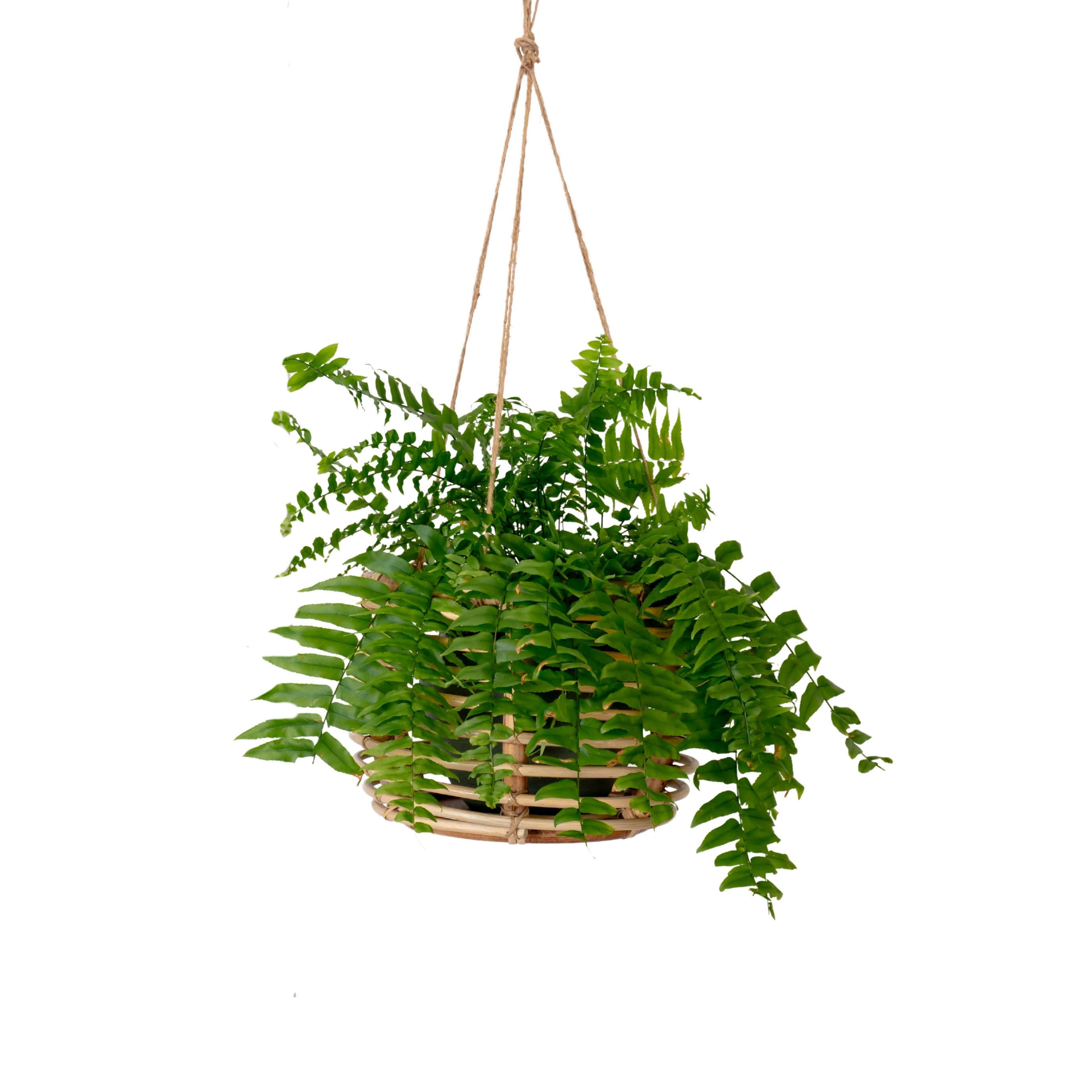 joann hanging planter Joan Rattan Planter – Urban Greenhouse