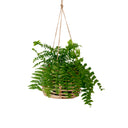 Joan Rattan Planter