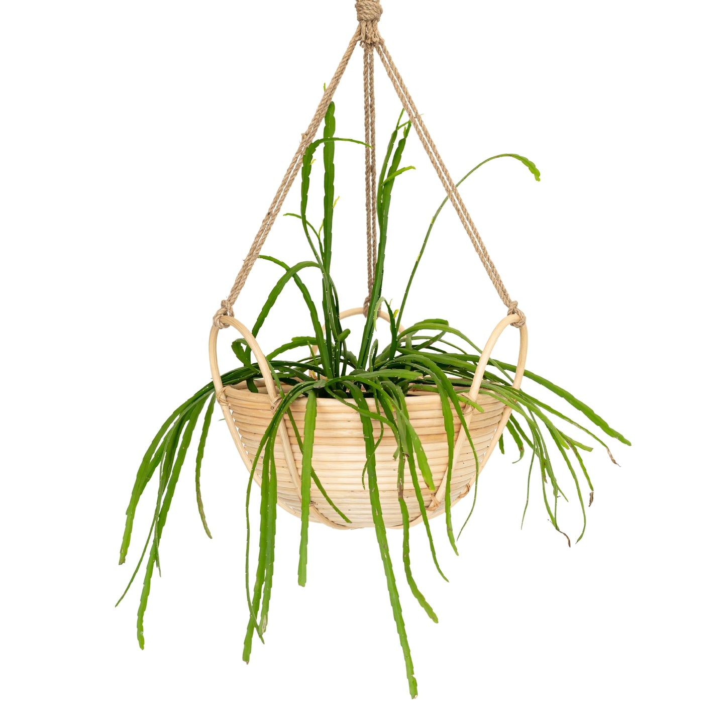 Chloe Rattan Planter