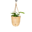 Bea Rattan Planter