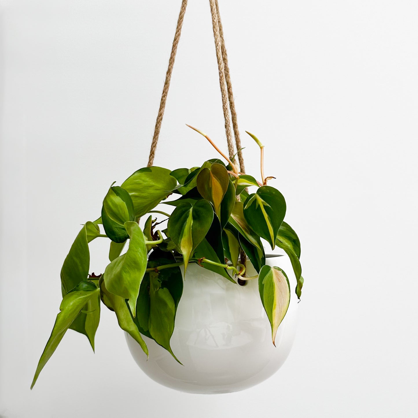 Lolly Ceramic Hanging Planter - Milky