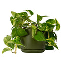 Oslo Avocado Large Decorative Planter