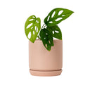 Oslo Peach Small Decorative Planter