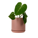 Oslo Dusty Rose Small Decorative Planter