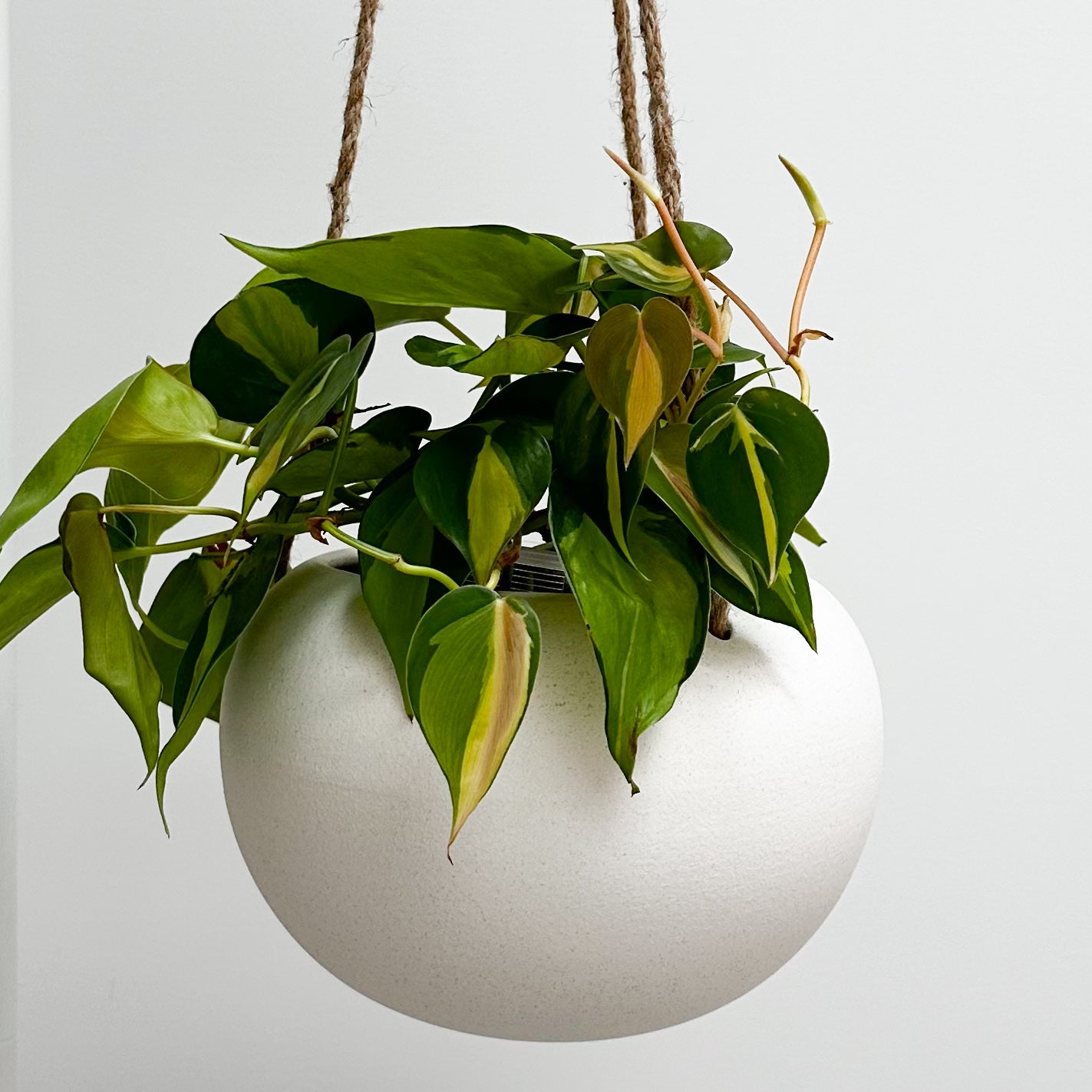 Orbi Hanging Planter Vanilla Large 16cm