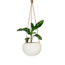 Orbi Hanging Planter Vanilla Small 14cm