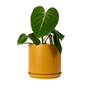 Oslo Tobacco Small Decorative Planter
