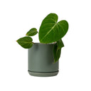 Oslo Eucalypt Medium Decorative Planter