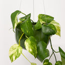 Glazed Earth - Medium Hanging Planter Forest Green