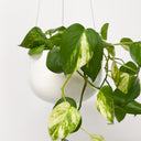 Glazed Earth - Medium Hanging Planter White Boucle