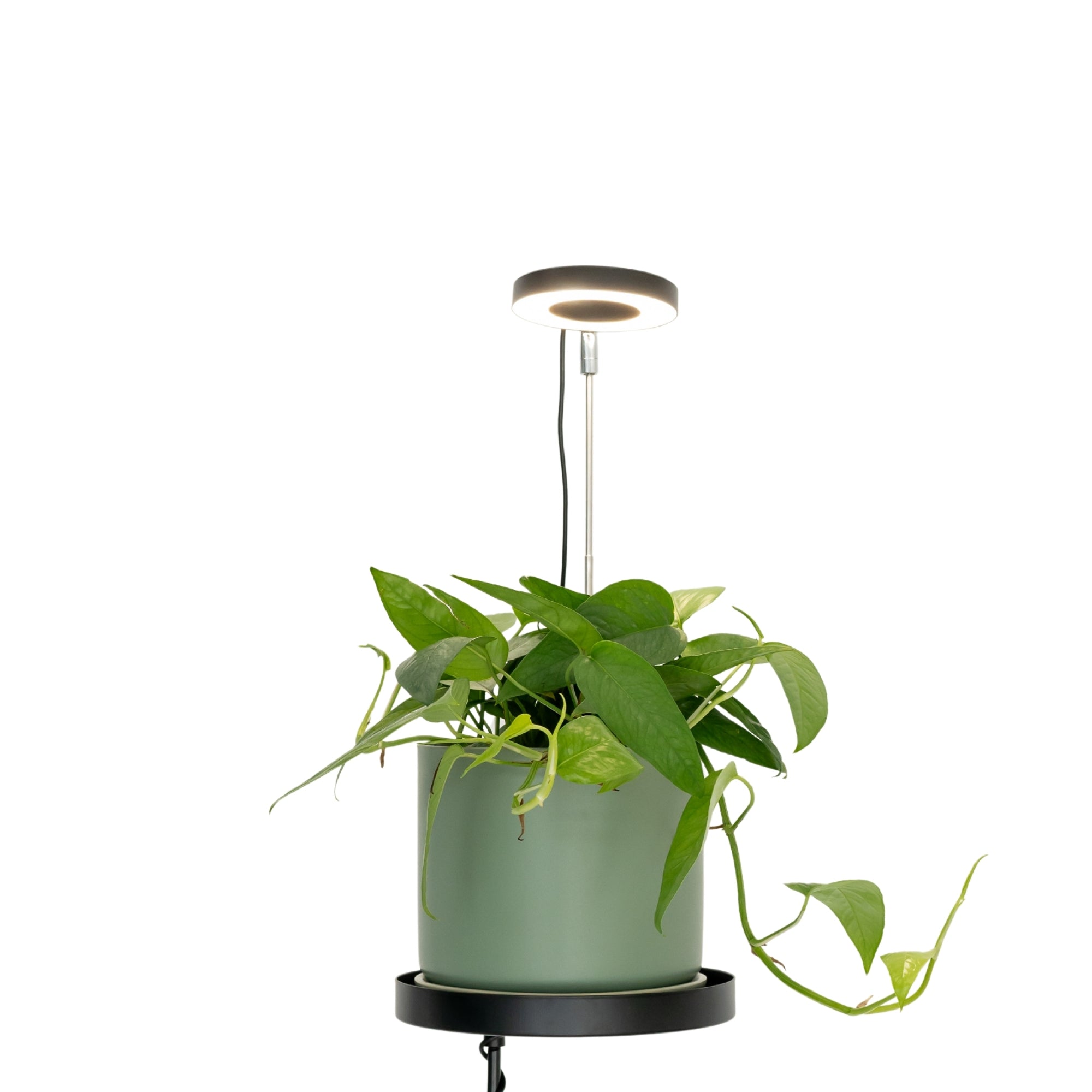 indoor hanging plant light Indoor Grow Light with Telescopic Stem
