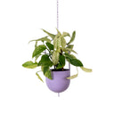 Metal Hanging Planter - Purple