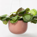 Glazed Earth - Medium Hanging Planter Ochre Gloss