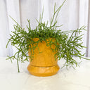 Hamburg Tobacco Decorative Planter