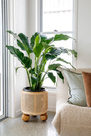 Olive Open Weave Ball Feet Planter