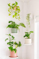 White Plant Pole Tray - Small PREORDER