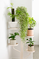 Marley Luxe 5 Tier Plant Stand - Nude